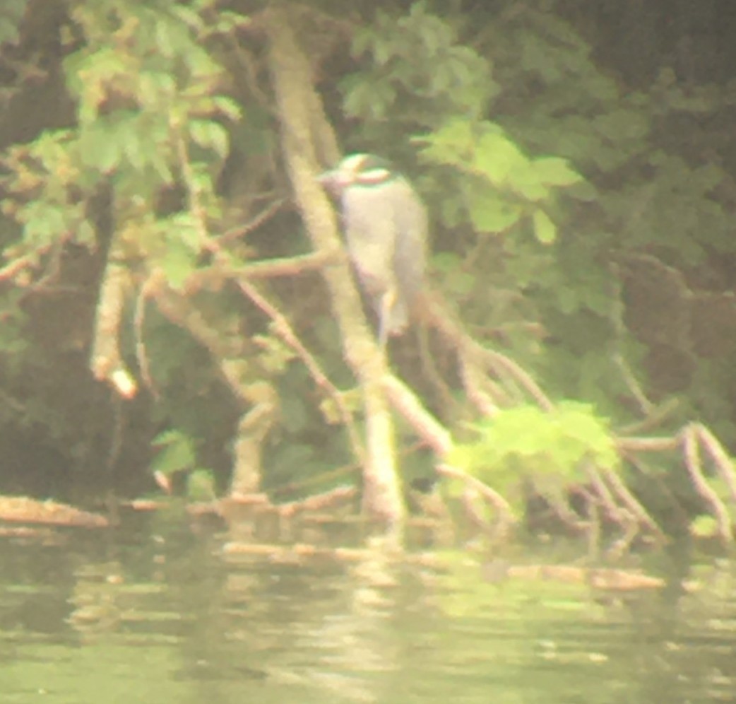 Yellow-crowned Night Heron - ML640262942