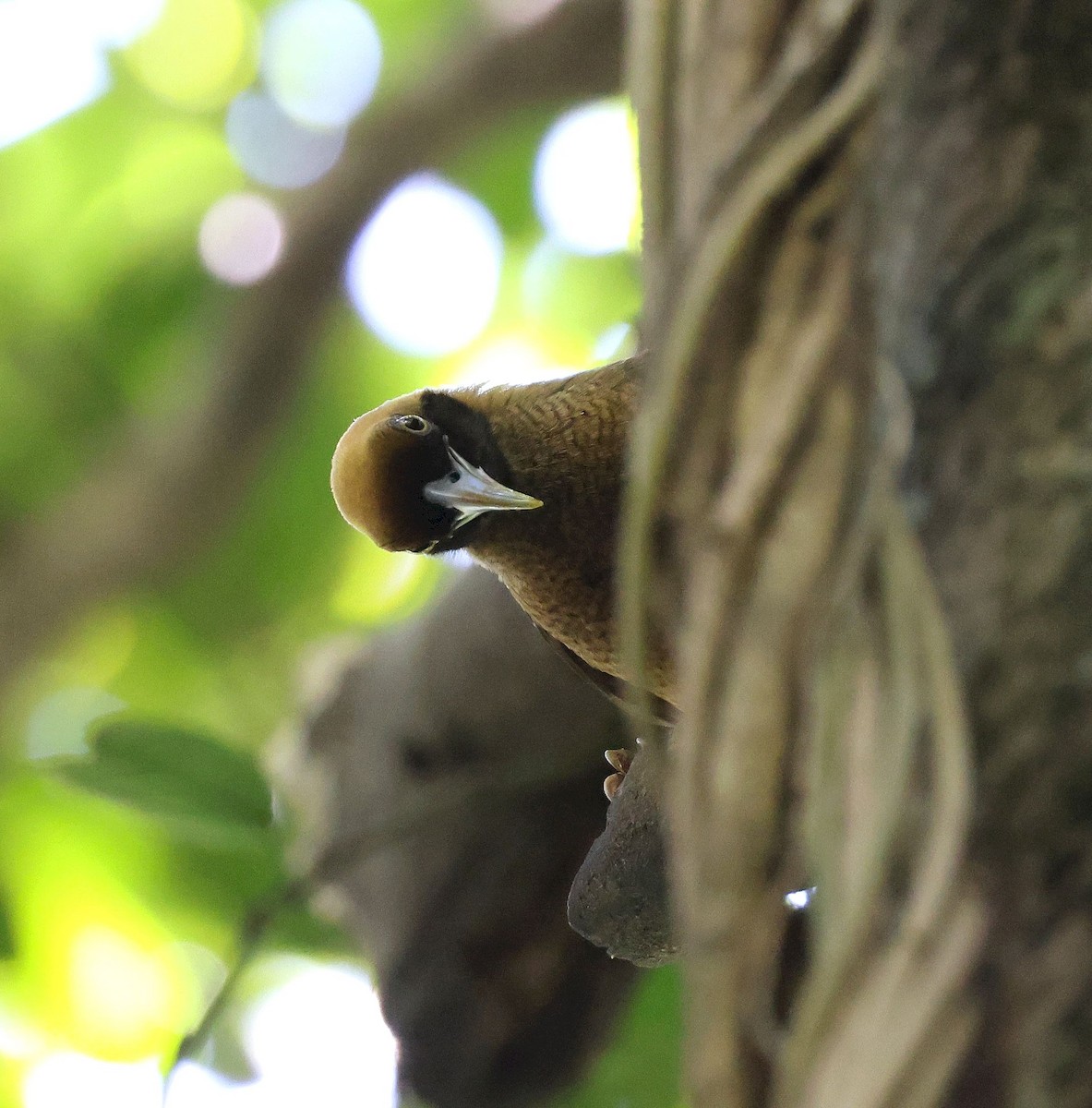 Goldie's Bird-of-Paradise - ML640262950