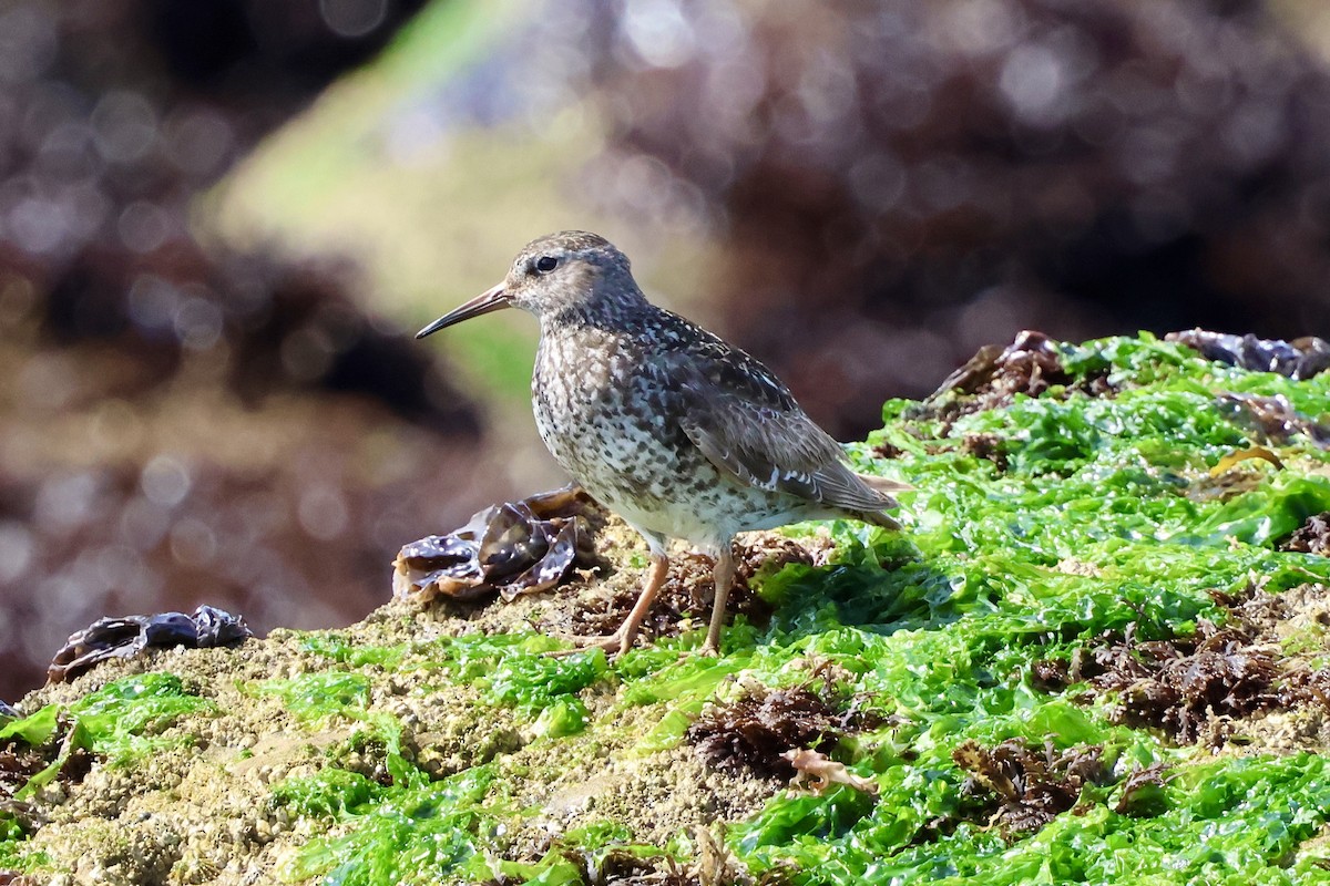 Purple Sandpiper - ML640262953