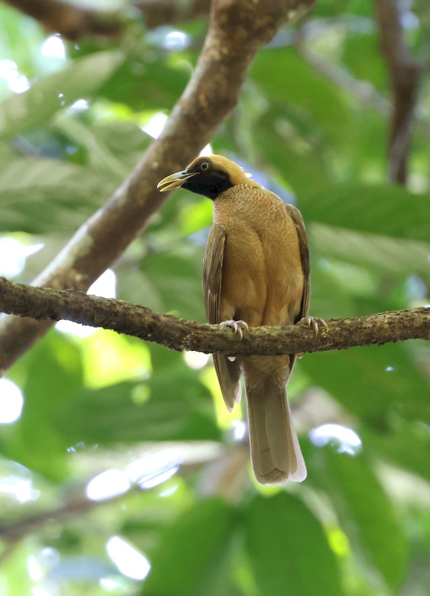 Goldie's Bird-of-Paradise - ML640262956