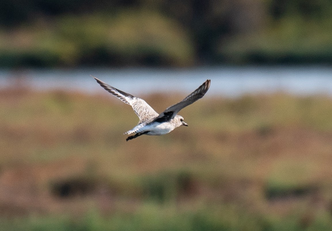 Black-bellied Plover - ML640262960