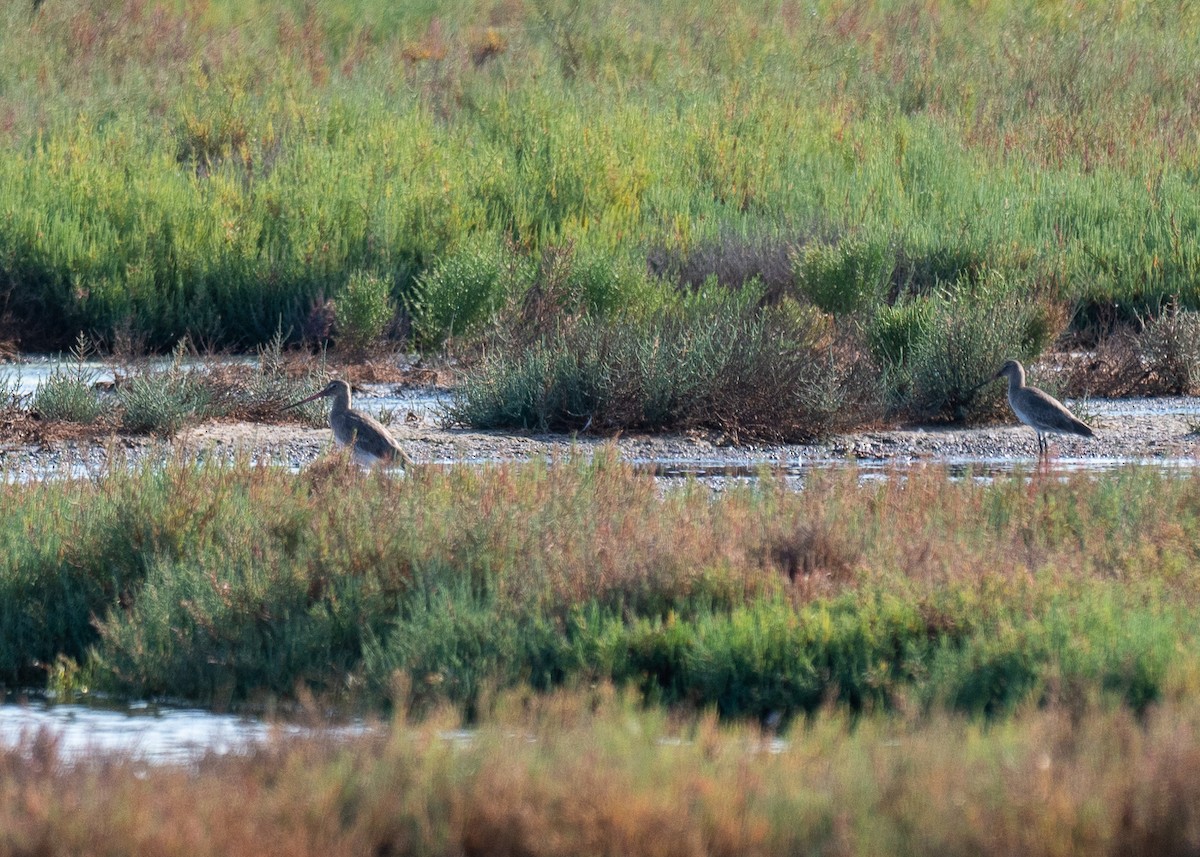 Black-tailed Godwit - ML640262963