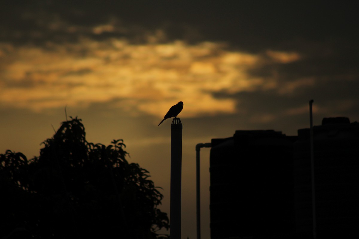 Laughing Dove - ML640262966