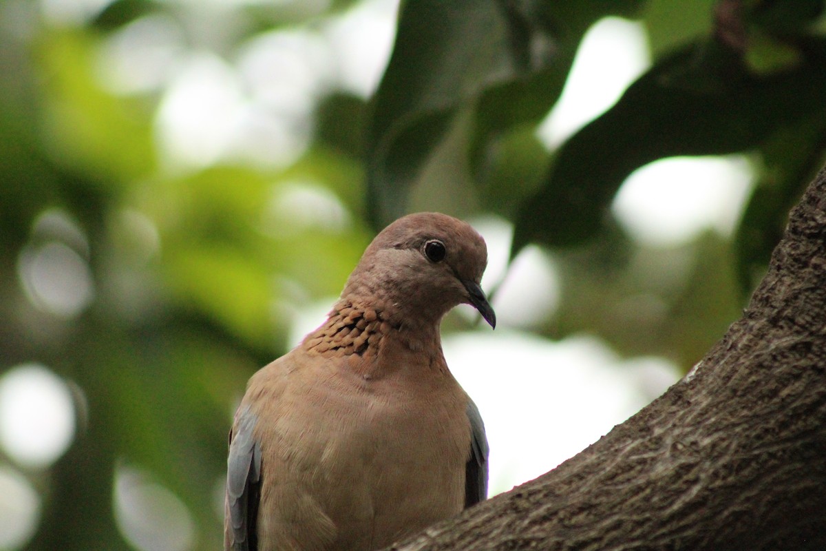 Laughing Dove - ML640262969