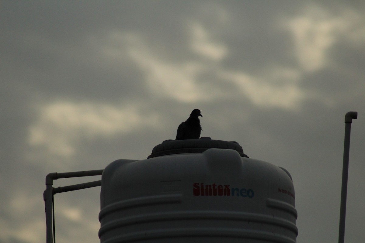 Rock Pigeon (Feral Pigeon) - ML640262974