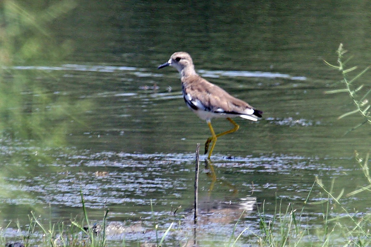 White-tailed Lapwing - ML640262979