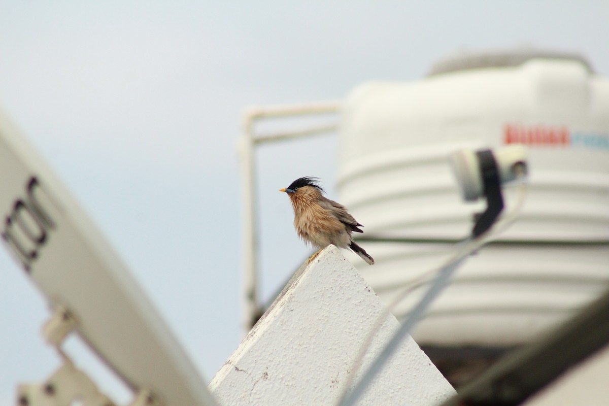 Brahminy Starling - ML640262988