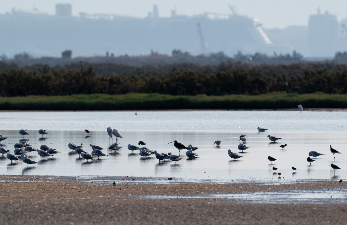 Eurasian Curlew - ML640262989