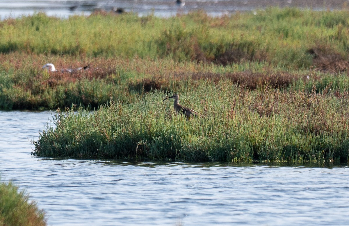 Eurasian Whimbrel - ML640262992