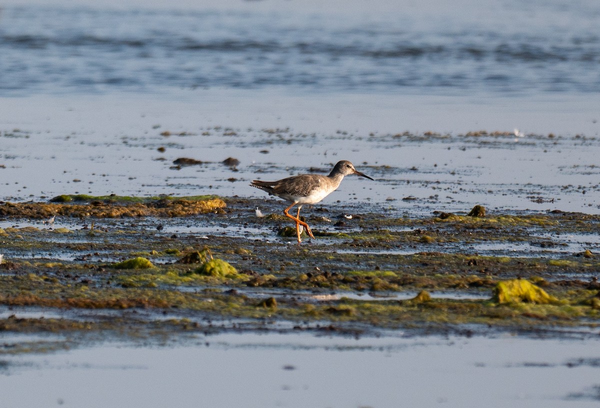 Common Redshank - ML640263000