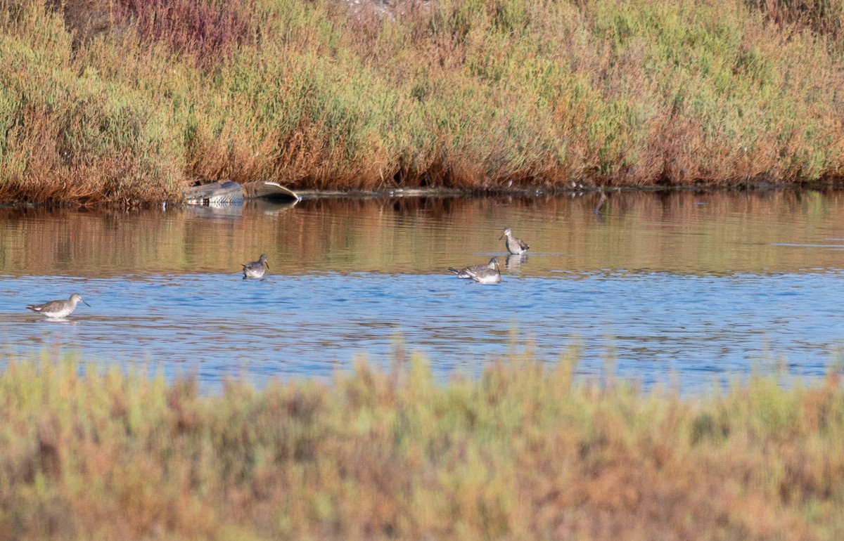 Spotted Redshank - ML640263004