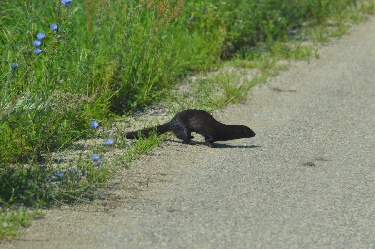 American Mink - ML640263007