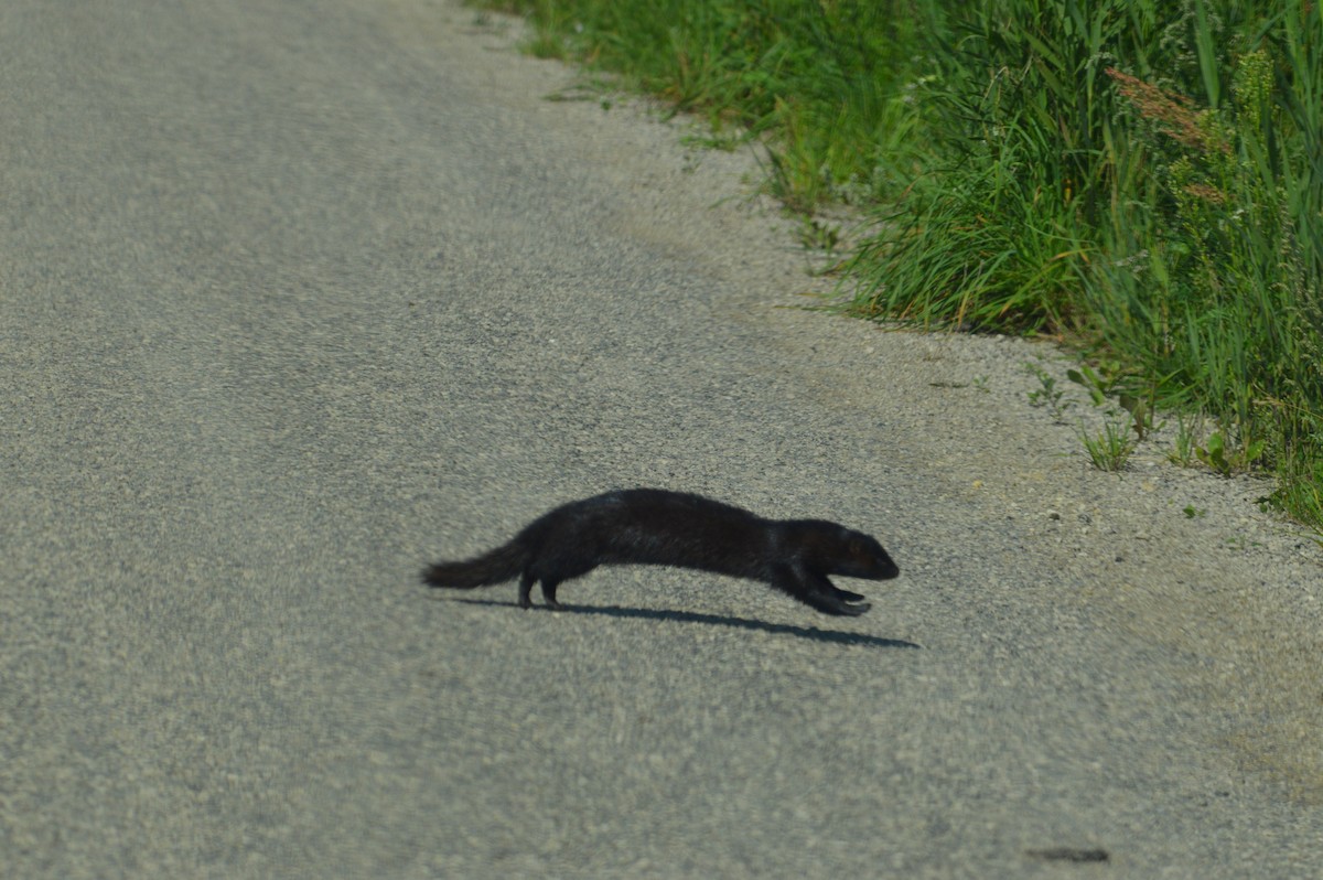 American Mink - ML640263008