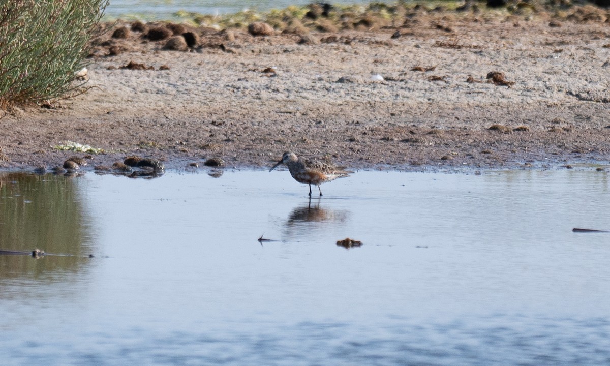 Curlew Sandpiper - ML640263013