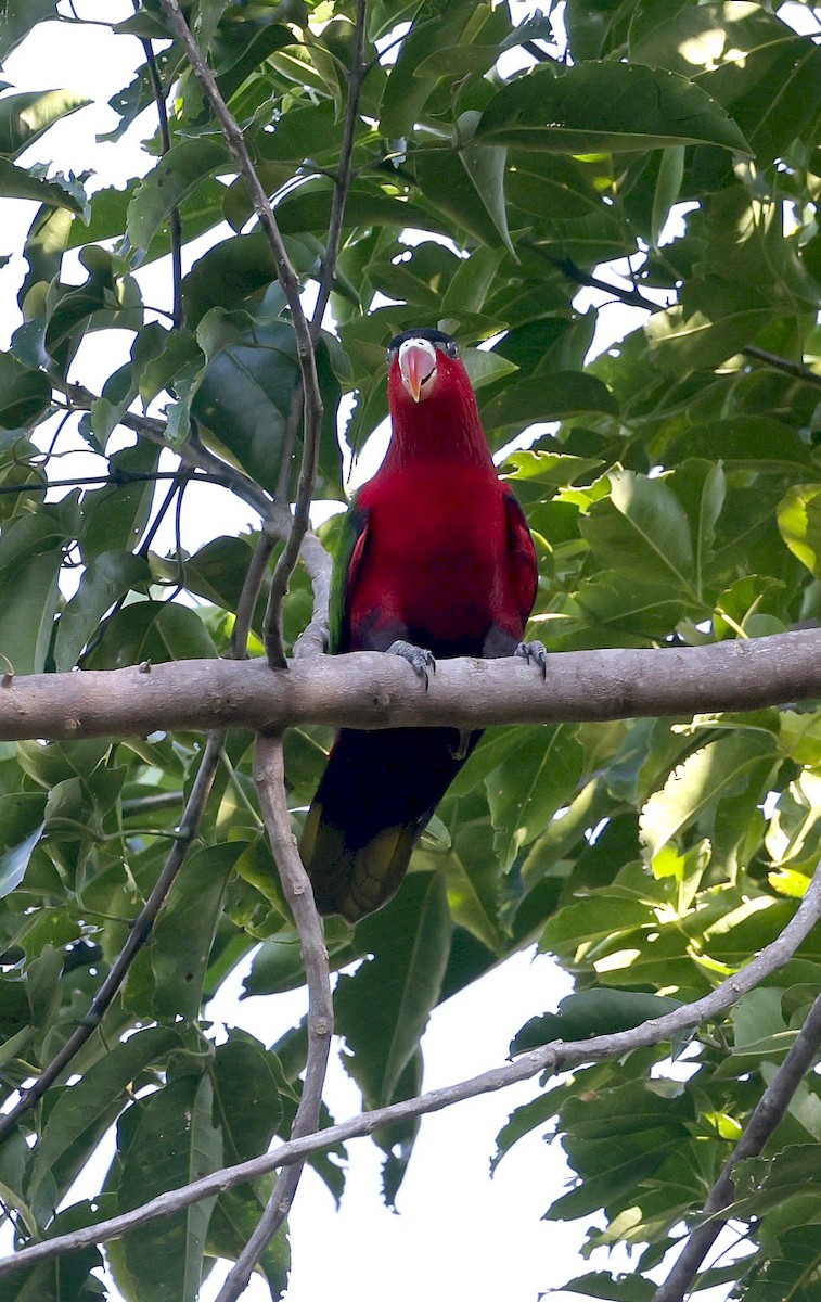 Purple-bellied Lory - ML640263034