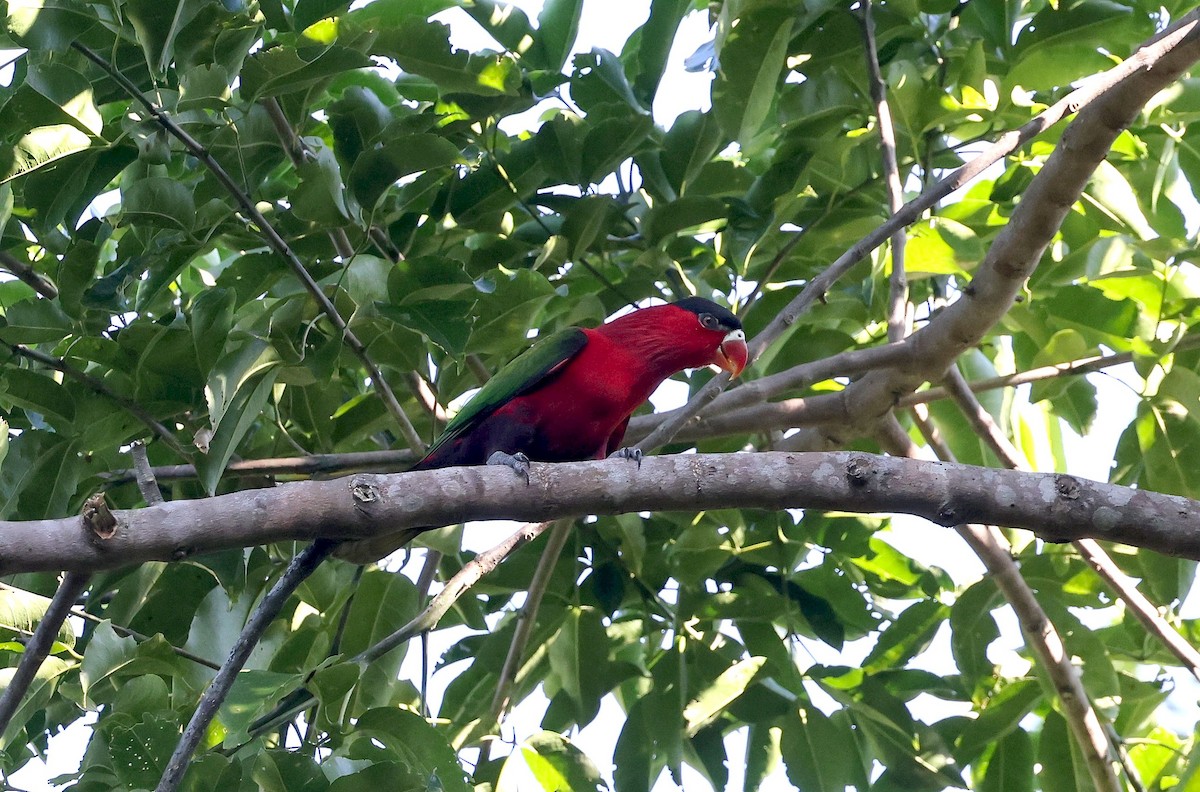 Purple-bellied Lory - ML640263038