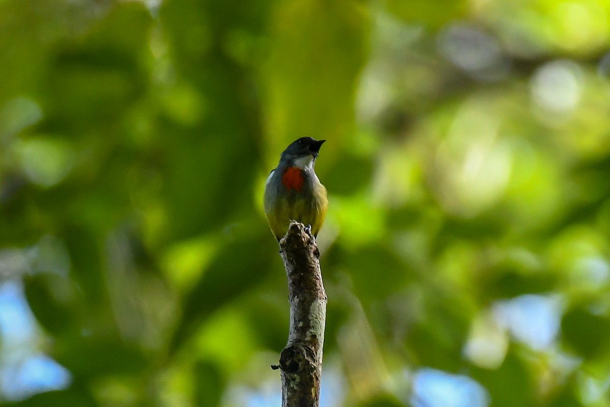 Buru Flowerpecker - ML640263045