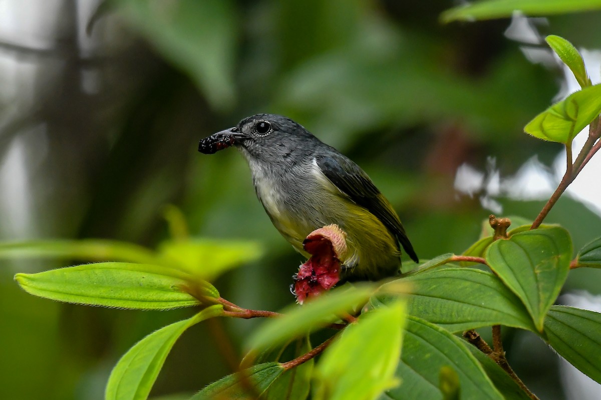 Buru Flowerpecker - ML640263046