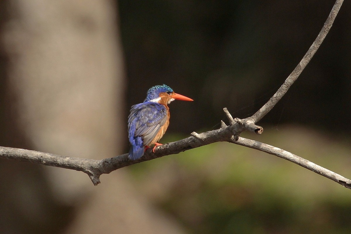 Malachite Kingfisher - ML640263051