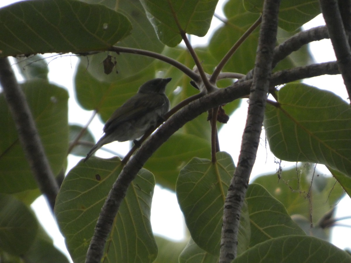 Lesser Honeyguide - ML640263057