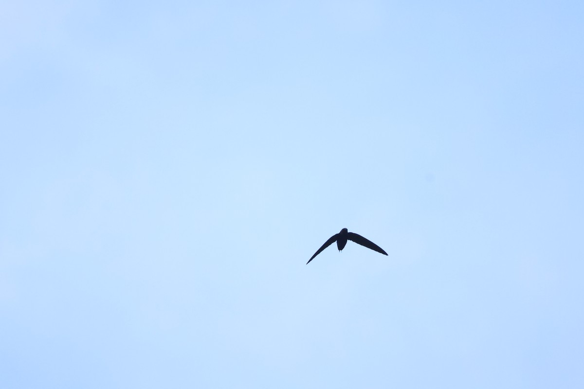 Silver-rumped Spinetail - ML640263060