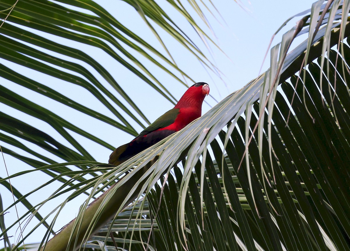 Purple-bellied Lory - ML640263063