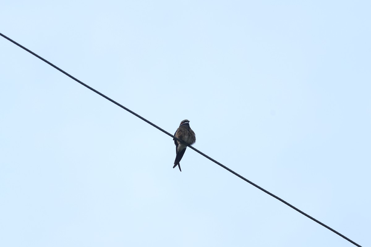 Whiskered Treeswift - ML640263069