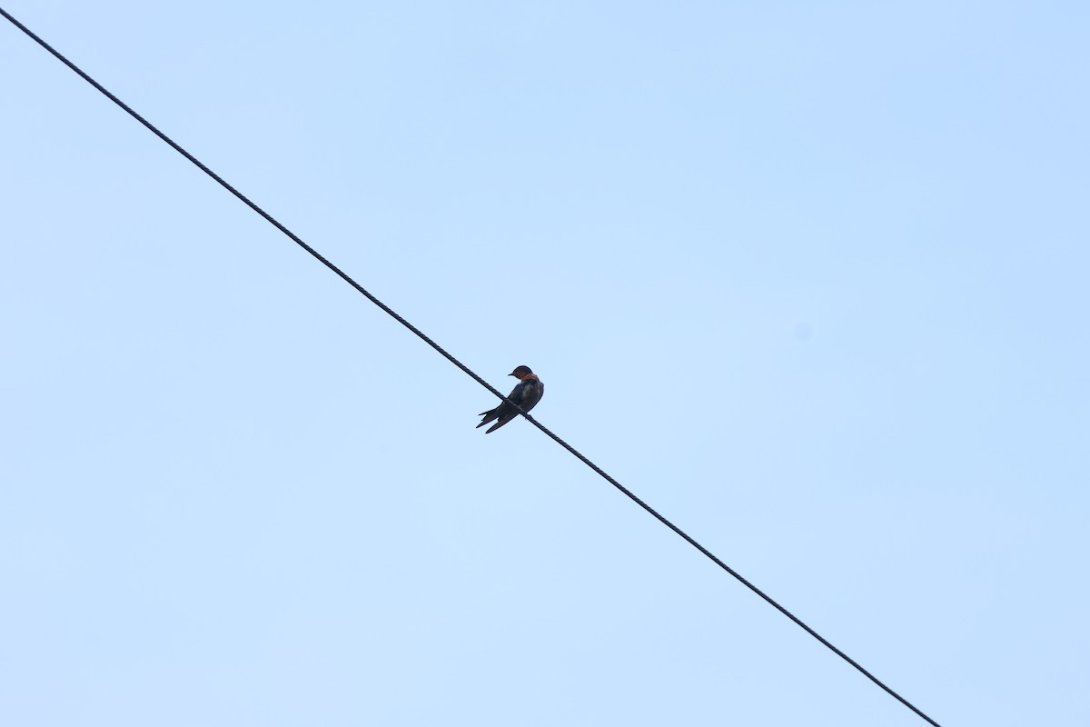 Pacific Swallow - ML640263070