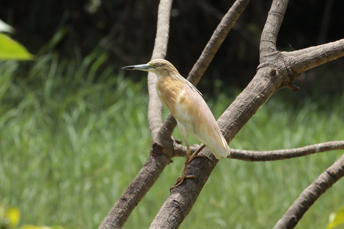 Squacco Heron - ML640263082