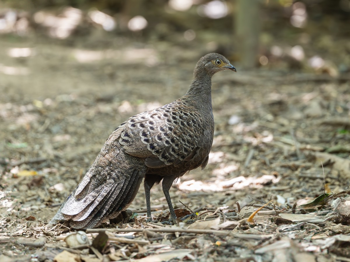 Gray Peacock-Pheasant - ML640263084
