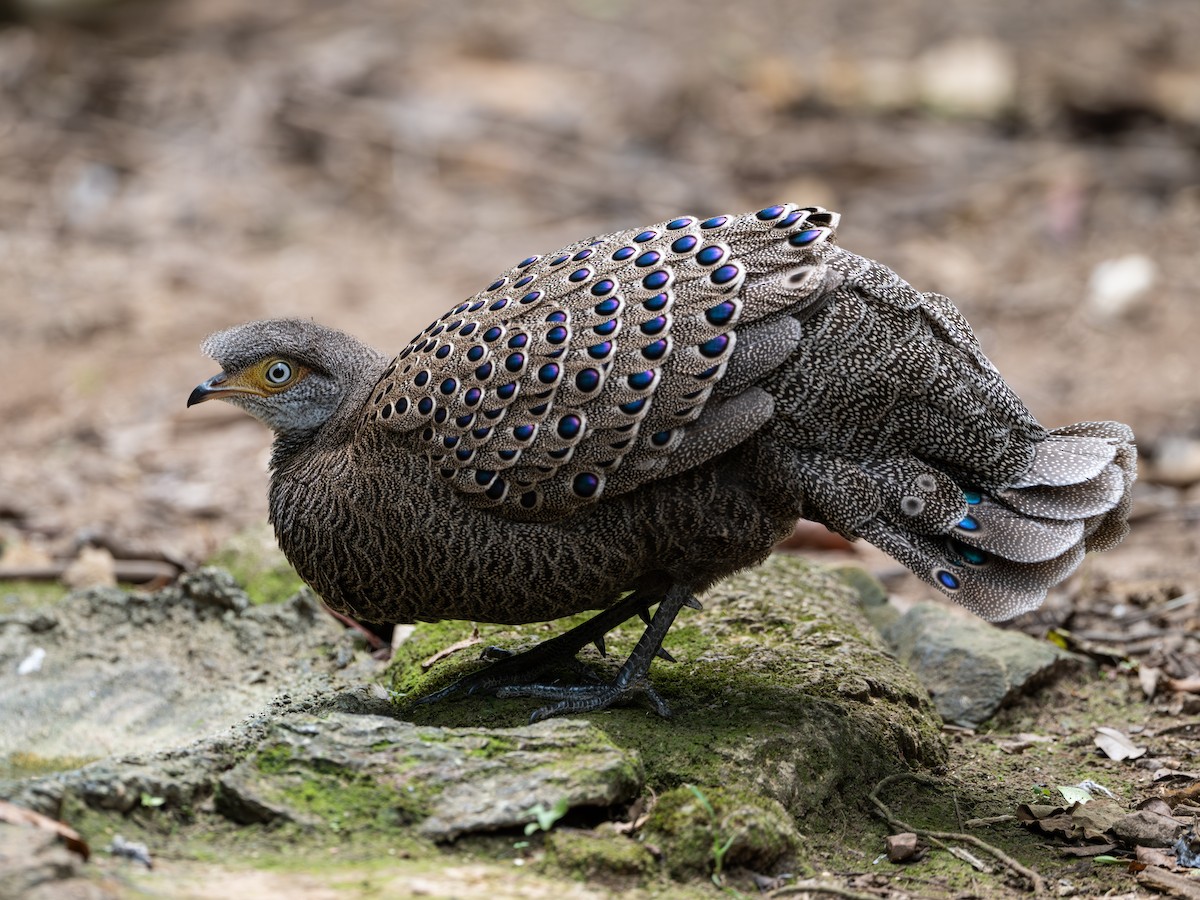 Gray Peacock-Pheasant - ML640263085