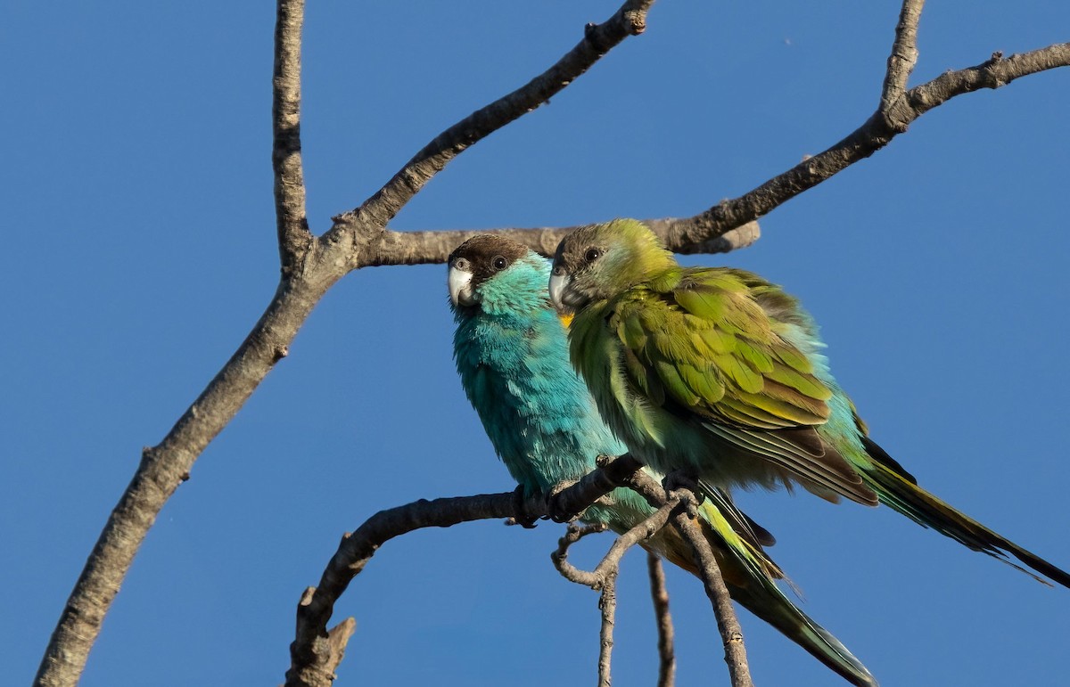 ヒスイインコ - ML640263133