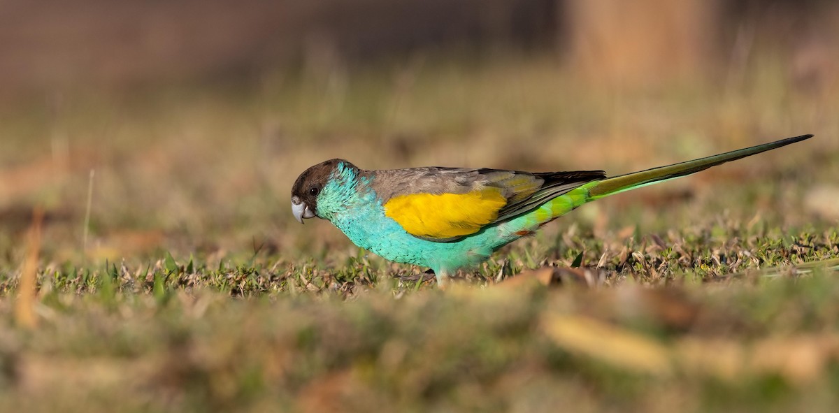 ヒスイインコ - ML640263134