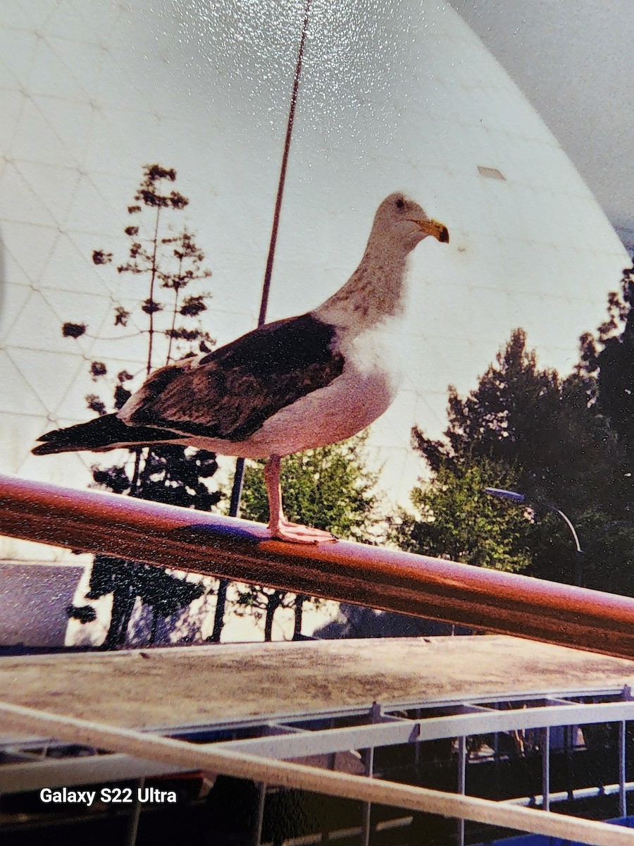 racek západní - ML640263155