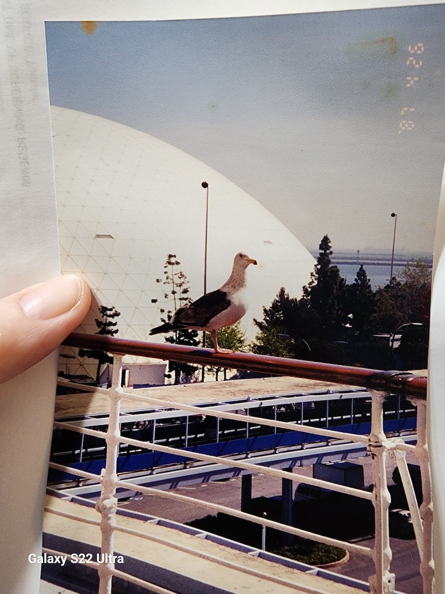 racek západní - ML640263156