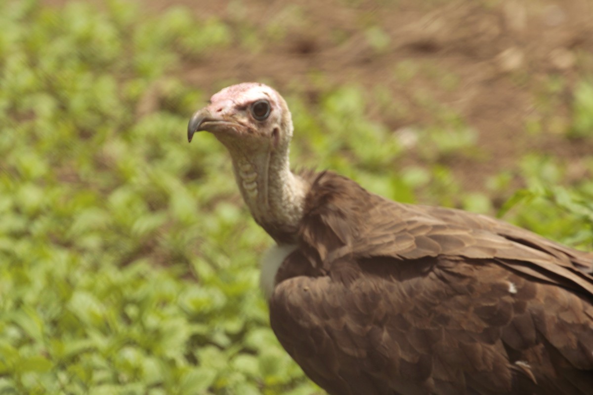 Hooded Vulture - ML640263176