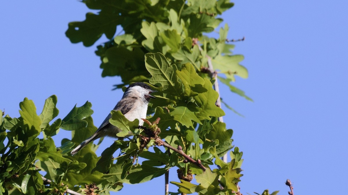 Kaskabeltz txikia - ML640263183