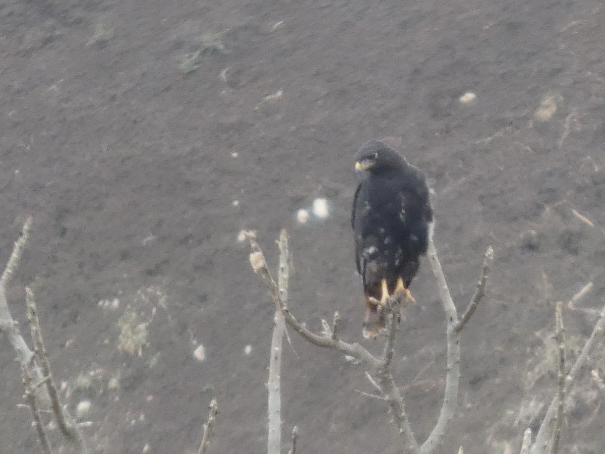buse ou aigle sp. - ML640263191