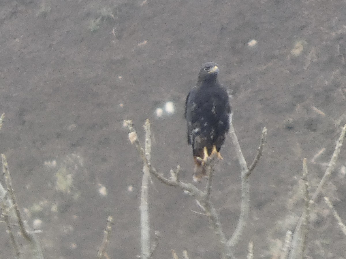 buse ou aigle sp. - ML640263192