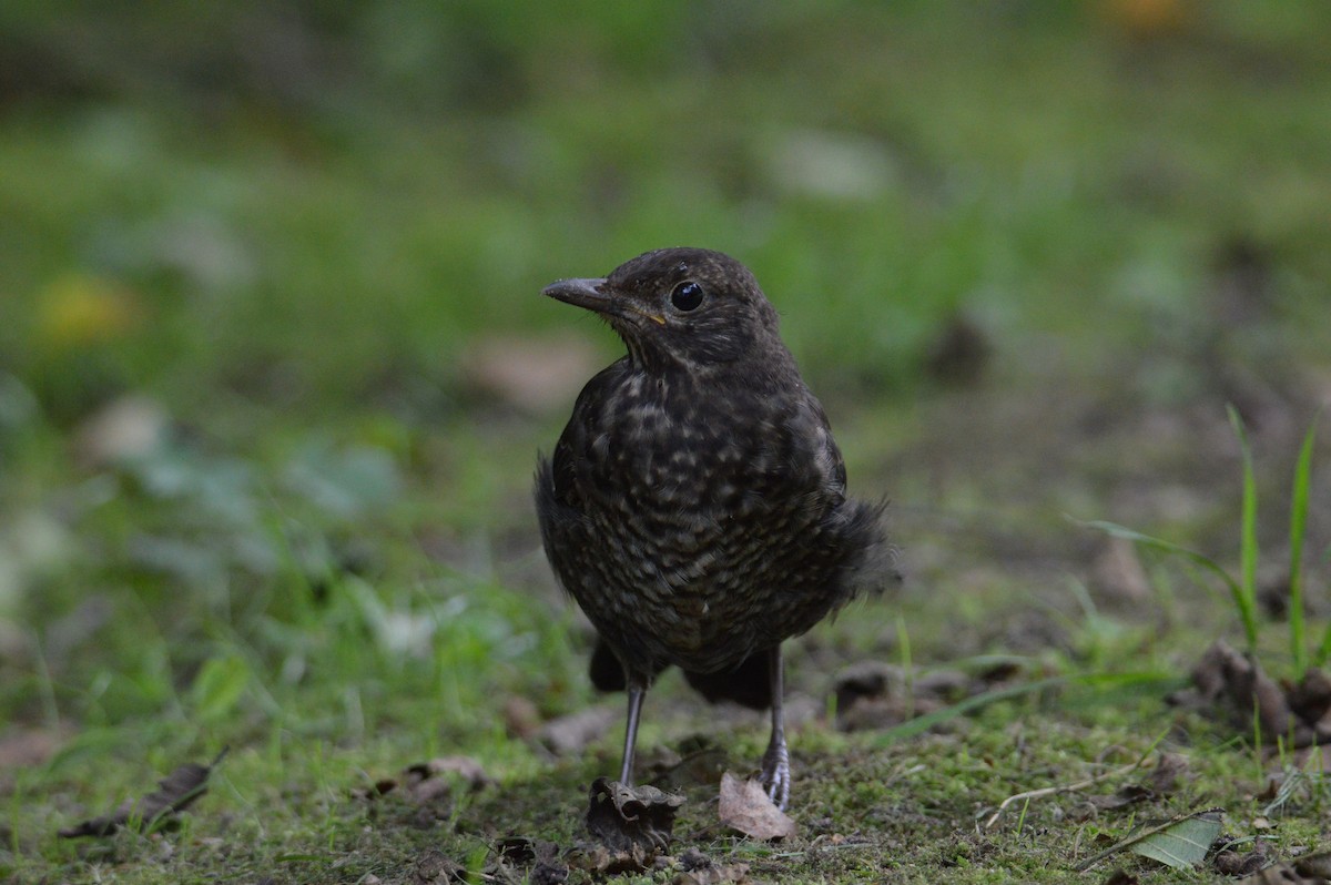 svarttrost - ML640263224