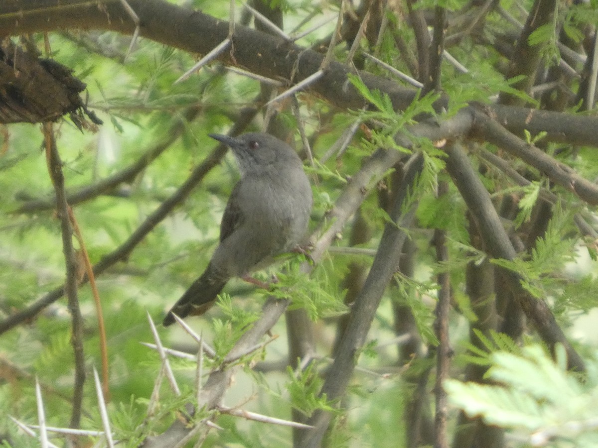 Gray Wren-Warbler - ML640263225