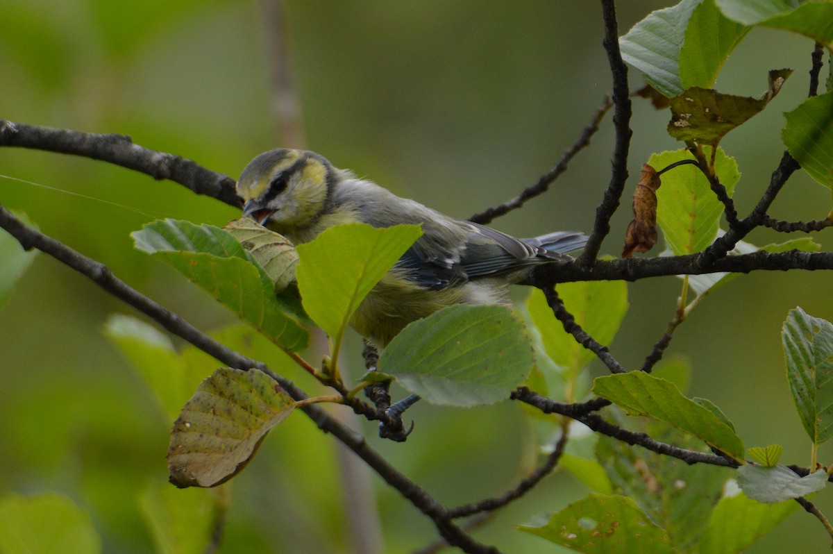 blåmeis - ML640263226