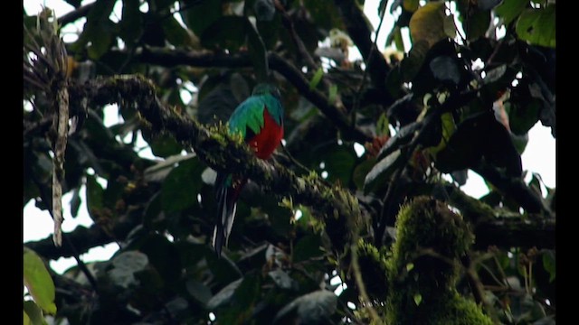 White-tipped Quetzal - ML640263227