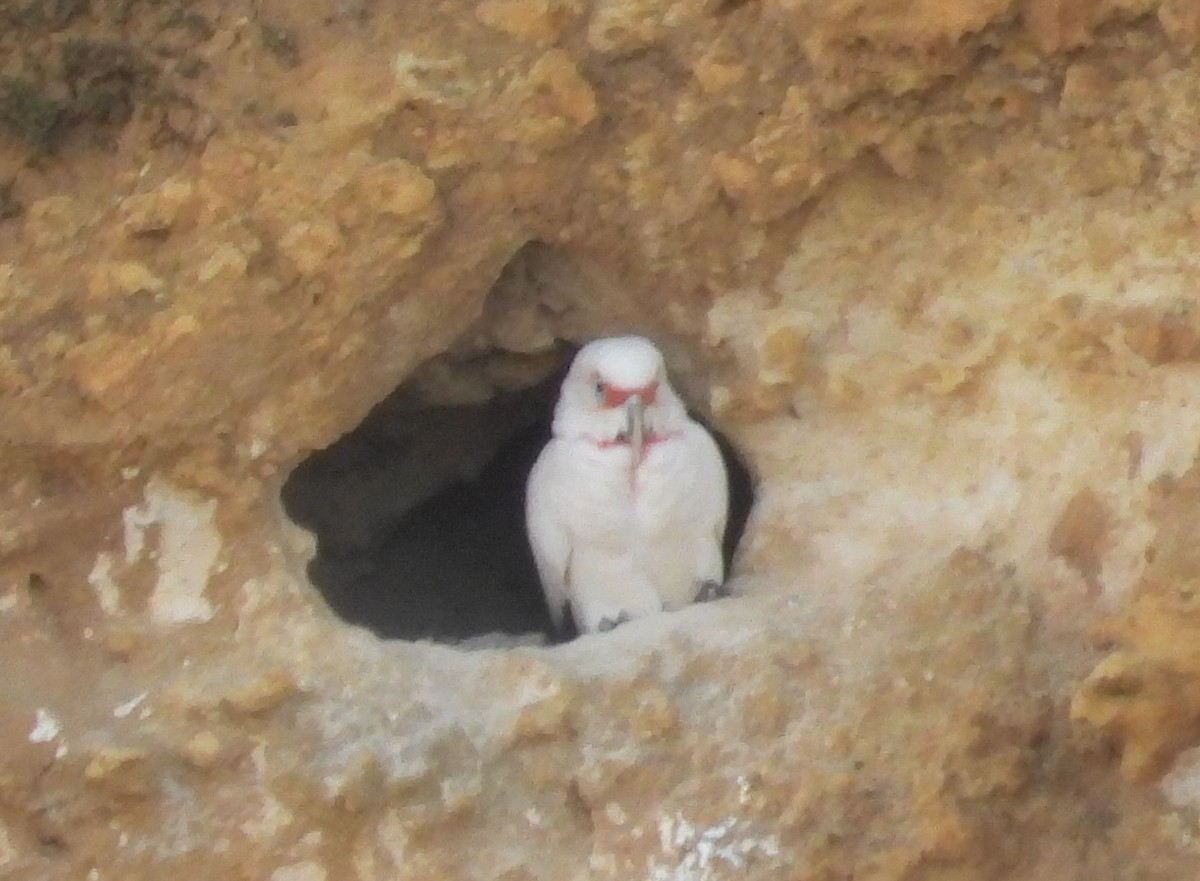 Cacatúa Picofina - ML640263254