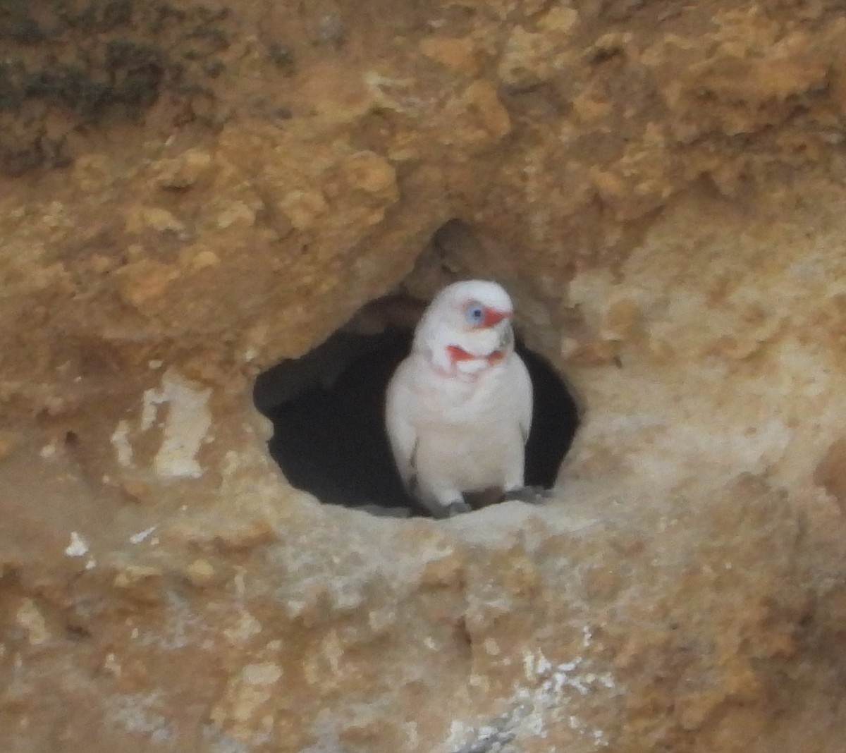 Cacatúa Picofina - ML640263258