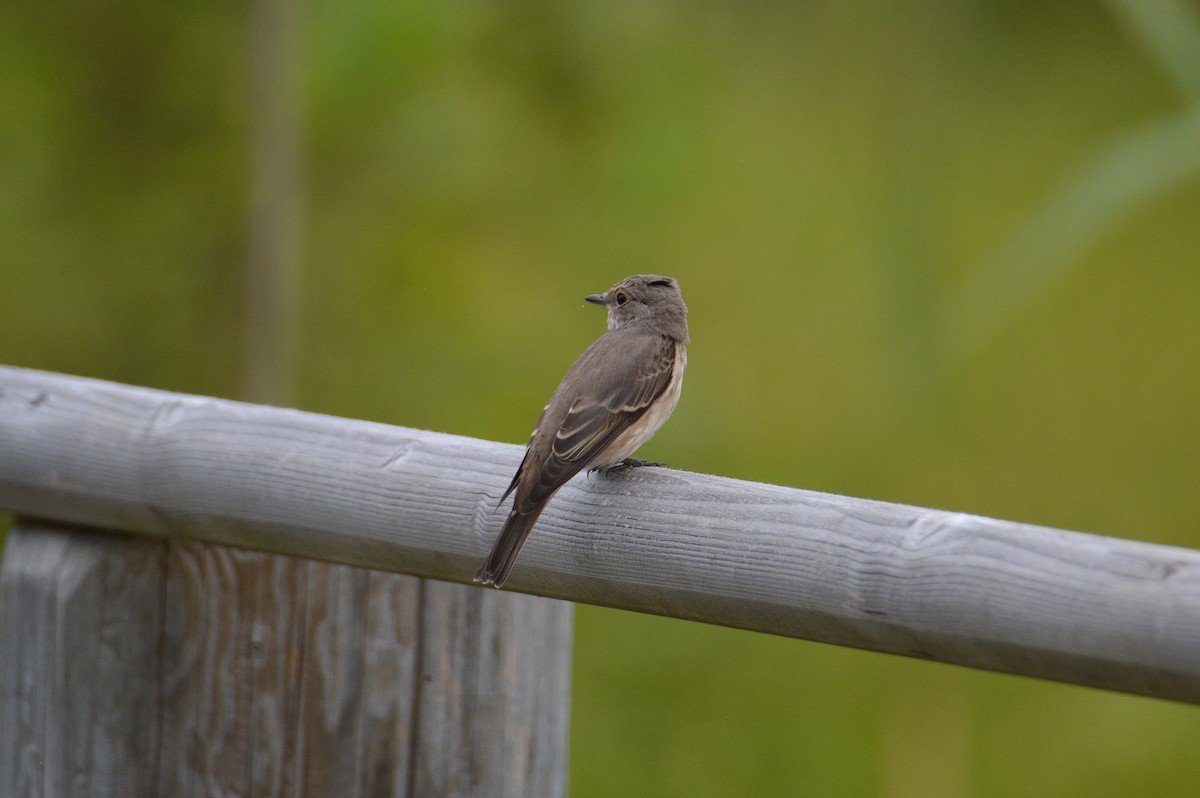 gråfluesnapper - ML640263271