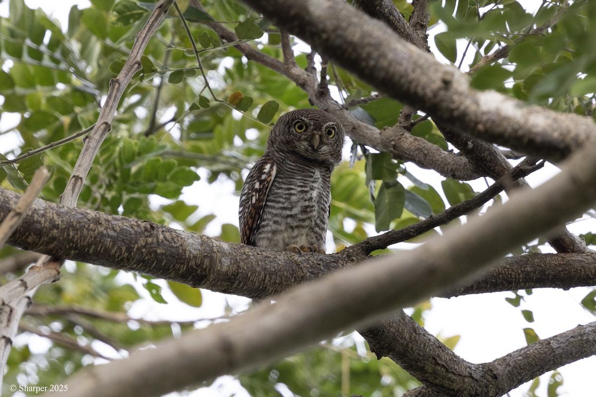 Jungle Owlet - ML640263383
