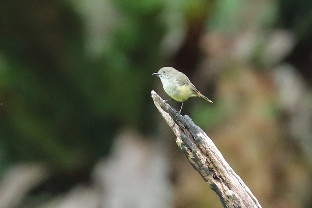 Mountain Thornbill - ML640263384