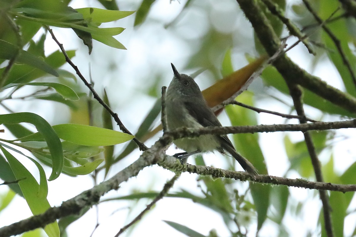 Mountain Thornbill - ML640263385