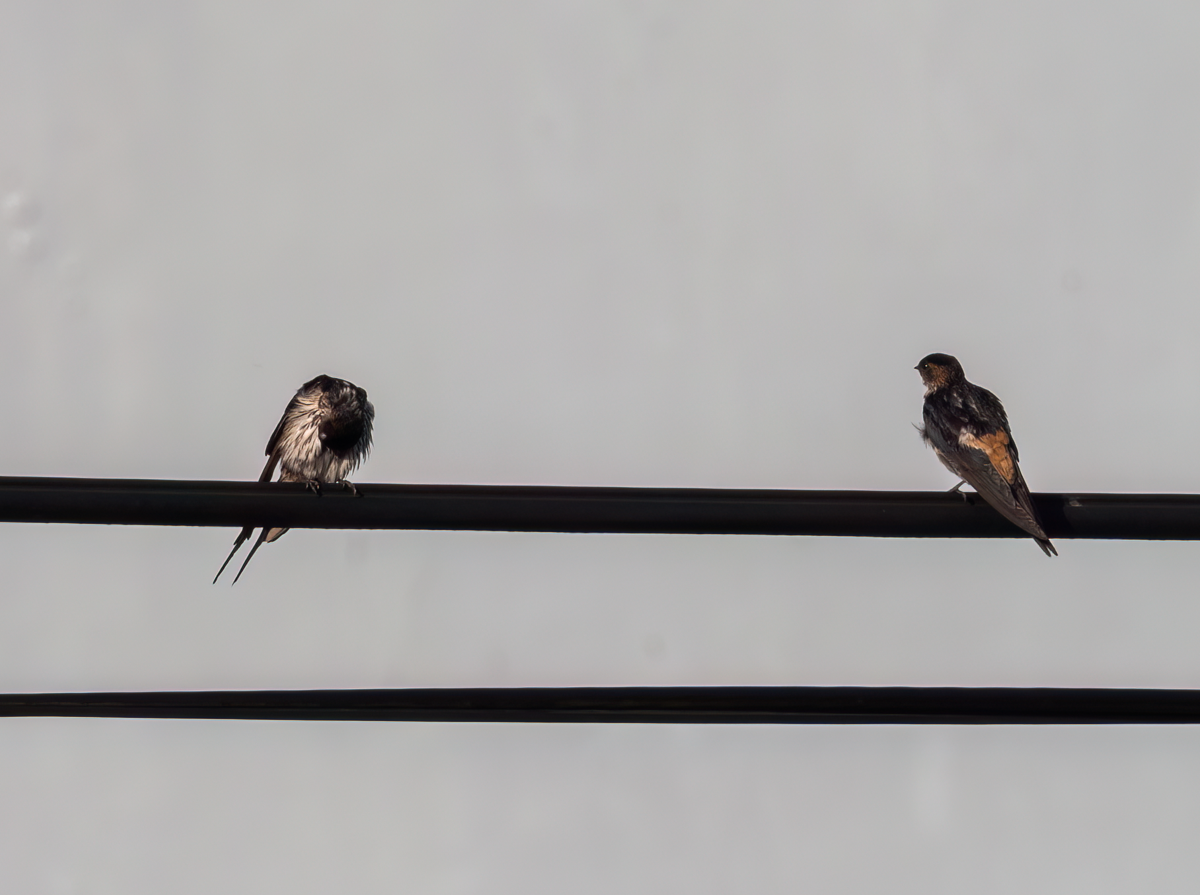 Eastern Red-rumped Swallow (Striated) - ML640263387